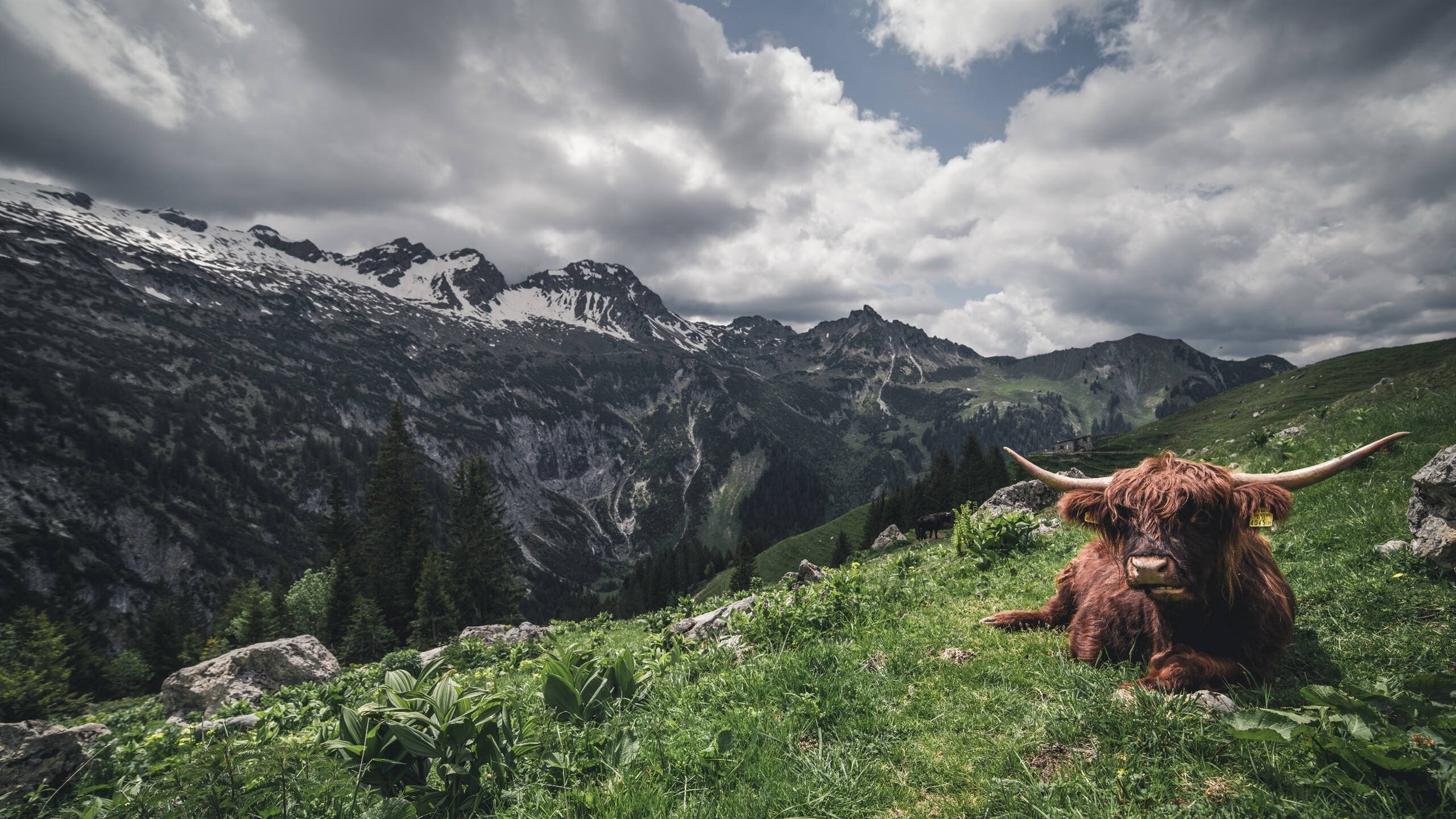 40岁VS 36球，当球王黄昏遇上永不掉线的稳定输出，AC米兰宿命般轻取利物浦