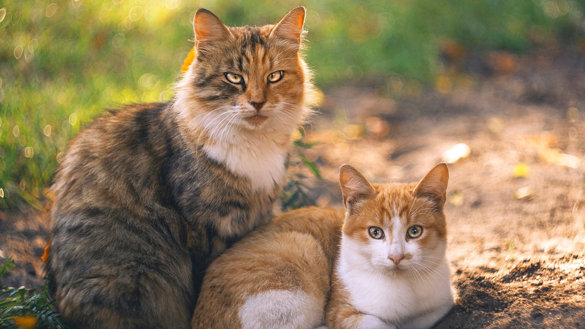 极地风暴与红色巨人，当秘鲁掀翻比利时，卢卡库在2026的雪夜中独自接管比赛