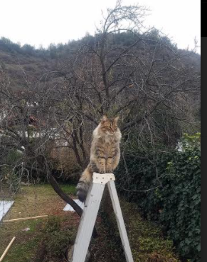 征服，从绿茵到原野，两个世界的足球双生焰