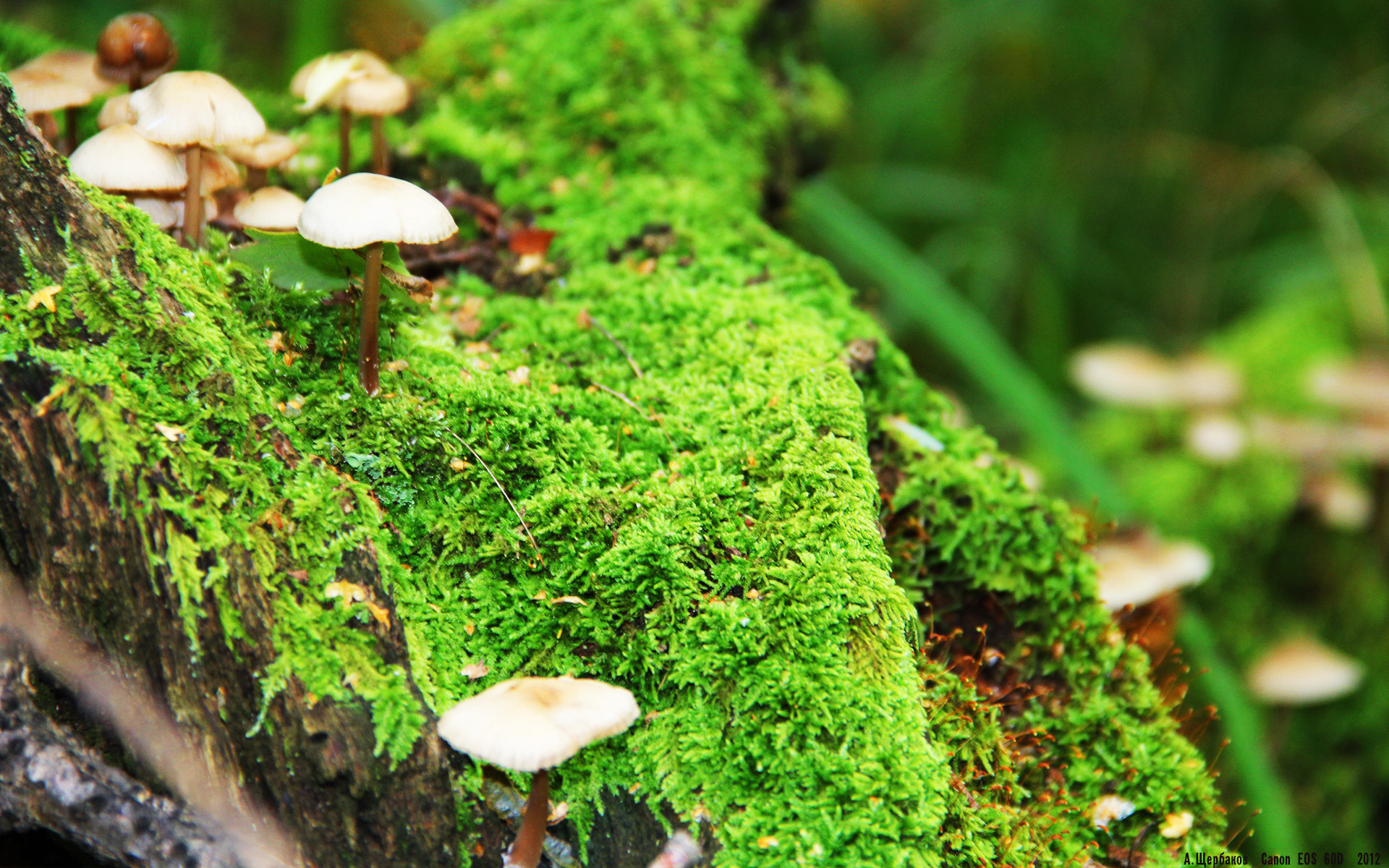 浓眉定乾坤！开拓者加时险胜热火，关键先生一锤定音