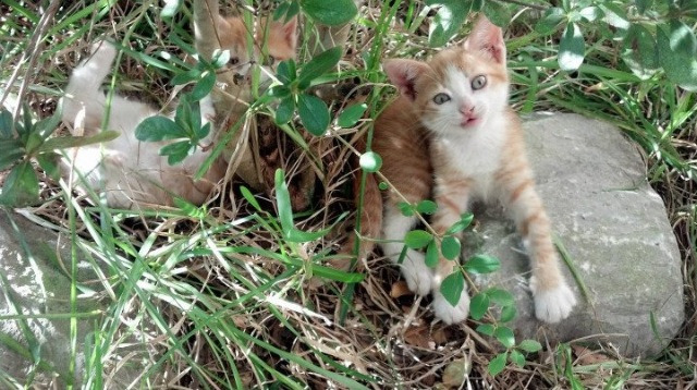 1.德罗赞一剑封喉，浙江队末节崩盘，奇才惊险过关