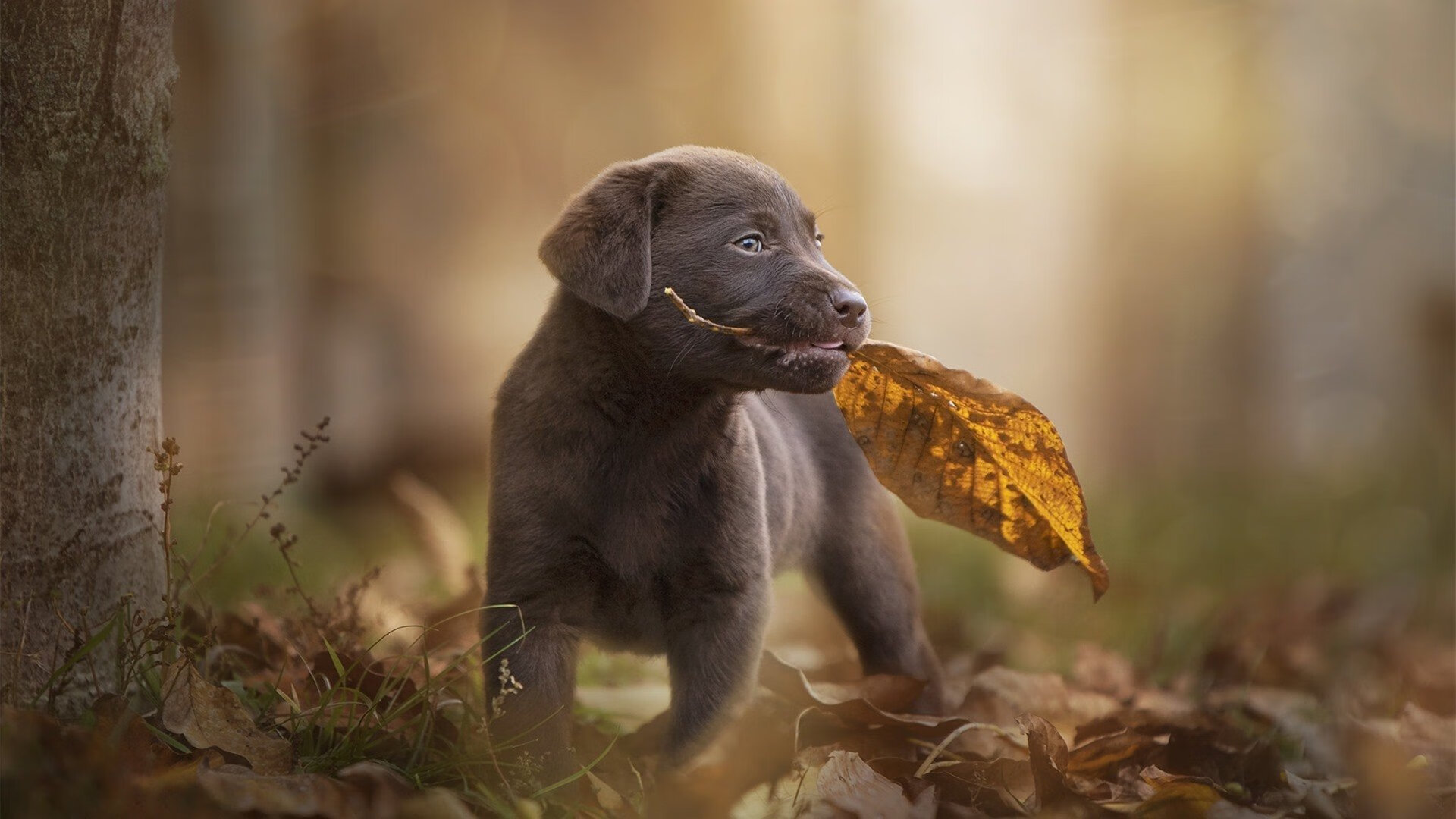 冰与火的撕裂者，奥纳纳末节20分！加纳用非洲野性焚烧芬兰，为奥运门票注入铁血