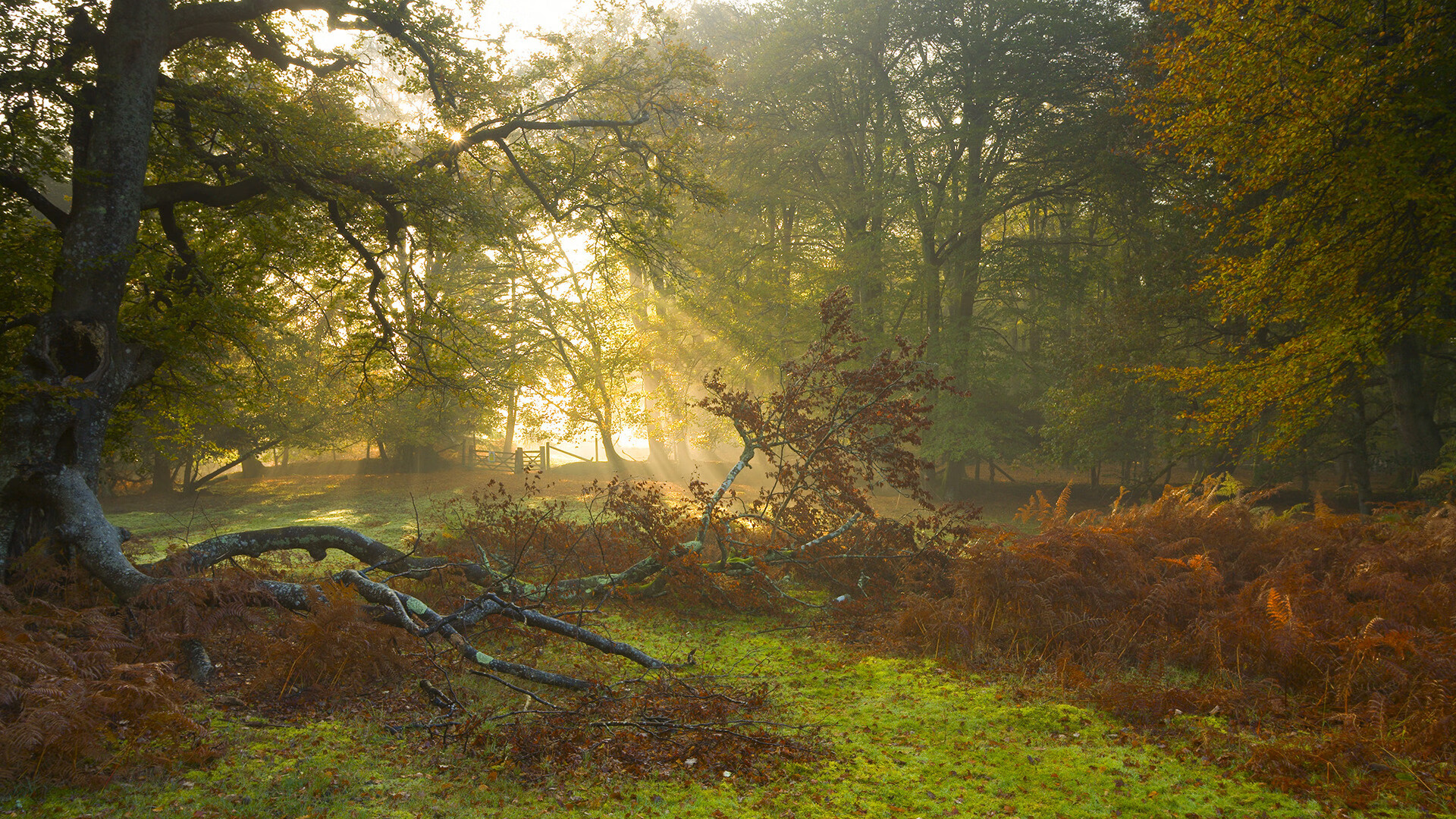 通向巴黎之路，乔治在奥运前哨战用统治级表现自我正名