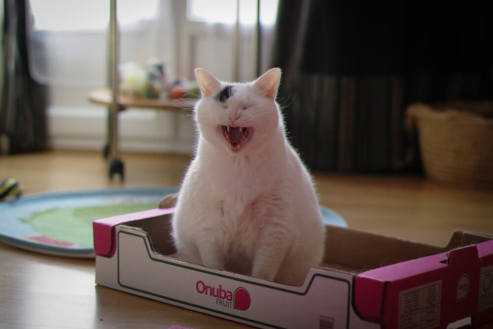 破壁者，多特蒙德用技术性击倒终结悬念，奥亚尔萨瓦尔于焦点战完成正名