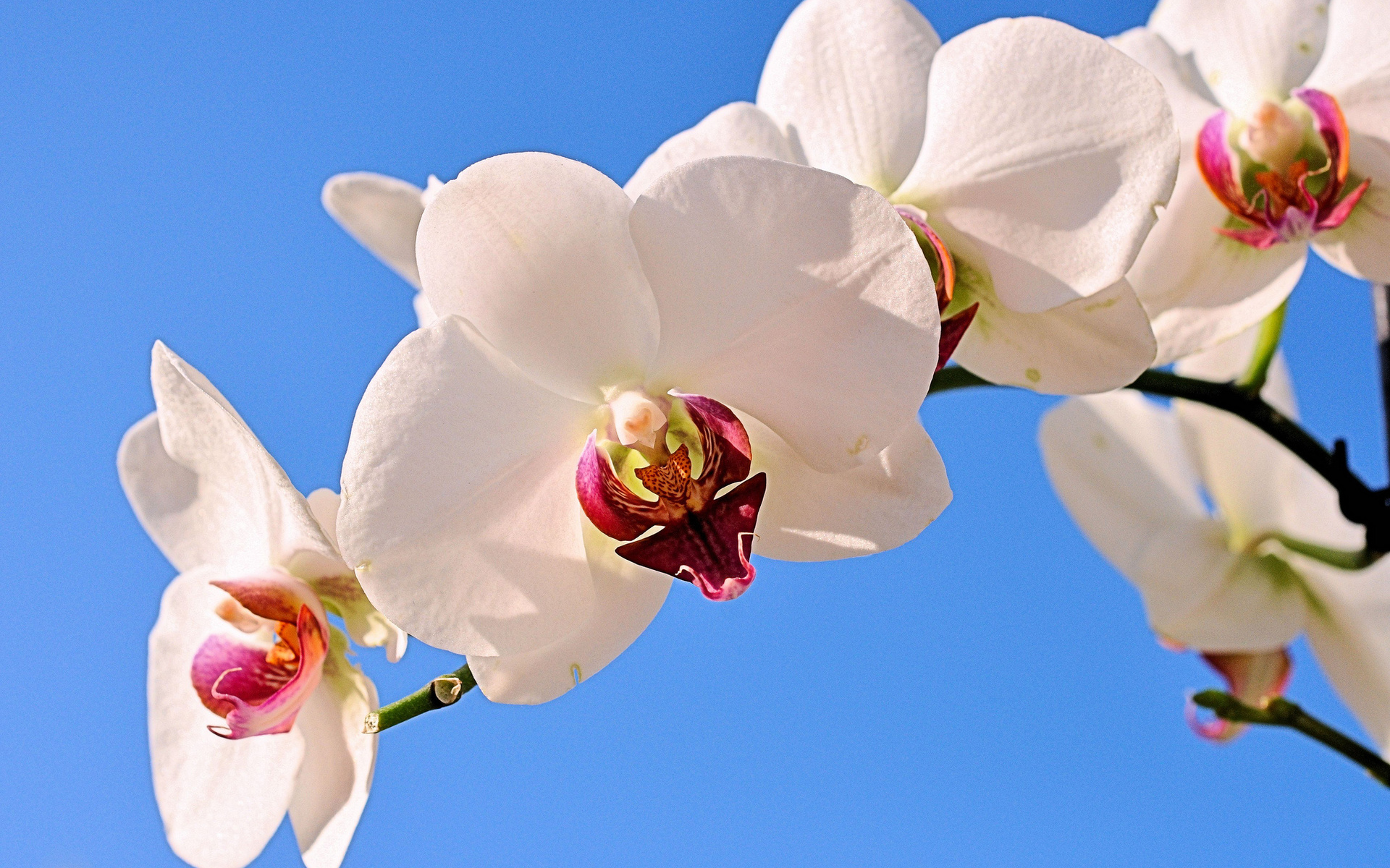 神坛之上,奇迹终结,2026揭幕战,齐耶赫的独舞与波兰的钢铁宣言