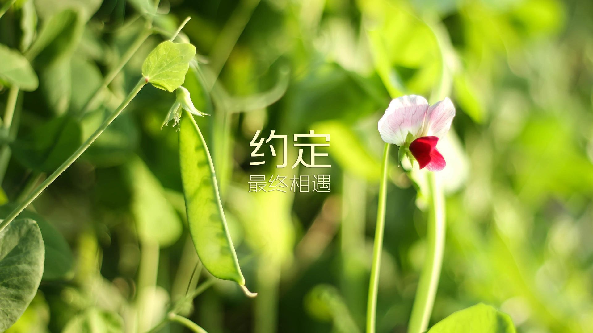 惊天冷门！C组越南横扫伊朗，归化奇兵三笘薰致命一击，主帅临场调整封神
